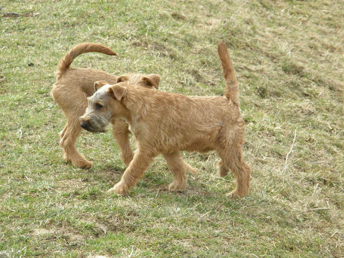 P3200009 - irish terrier