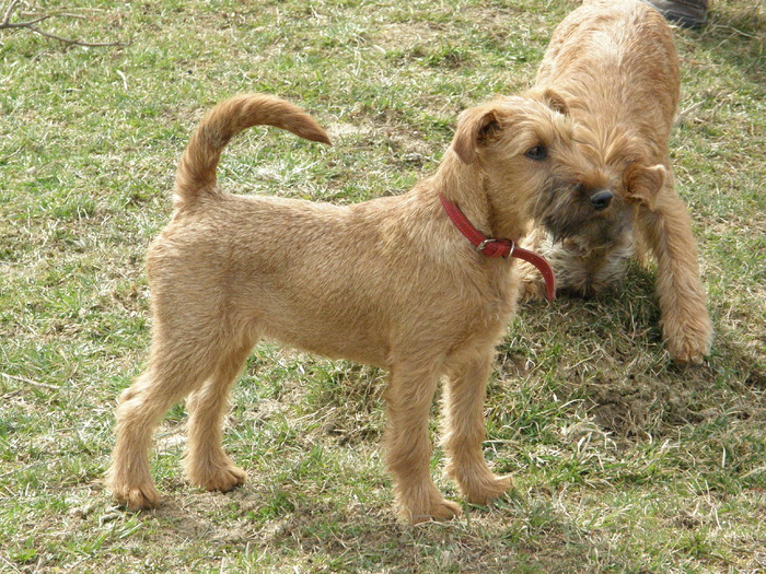 P3200010 - irish terrier