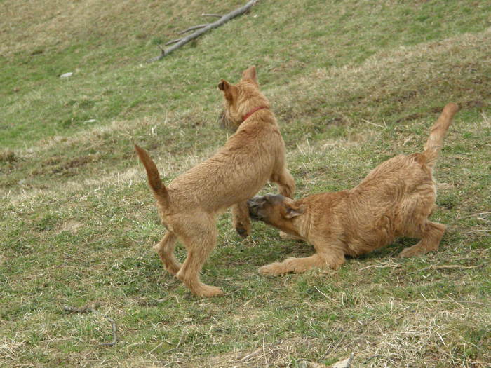 P3200014 - irish terrier