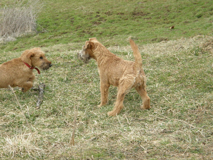 P3200017 - irish terrier