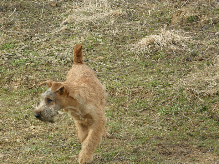 P3200018 - irish terrier