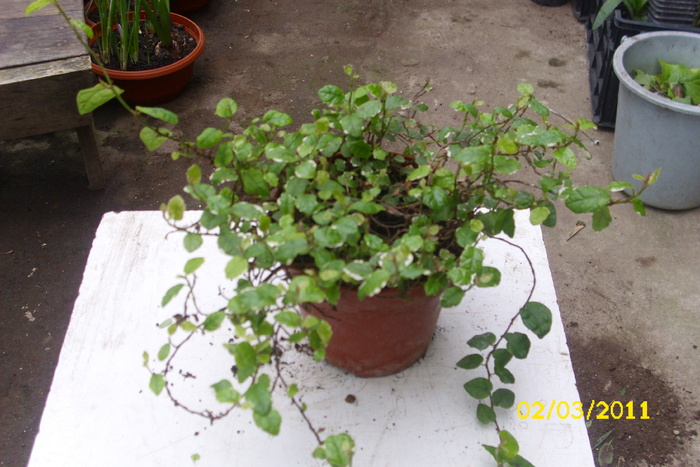 ficus pumila - plantele mele