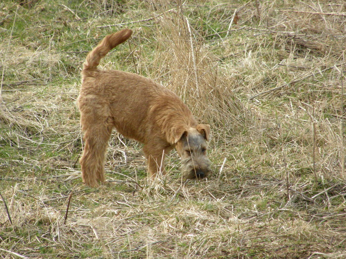 P3200019 - irish terrier