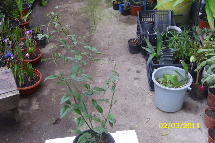pandorea jasminoides - plantele mele