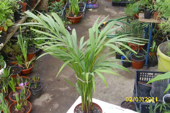 areca lutescens(howea) - plantele mele