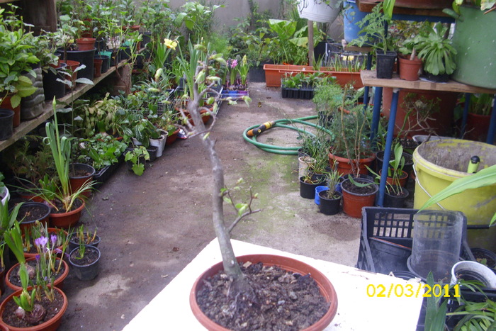 bonsai carpinus - plantele mele