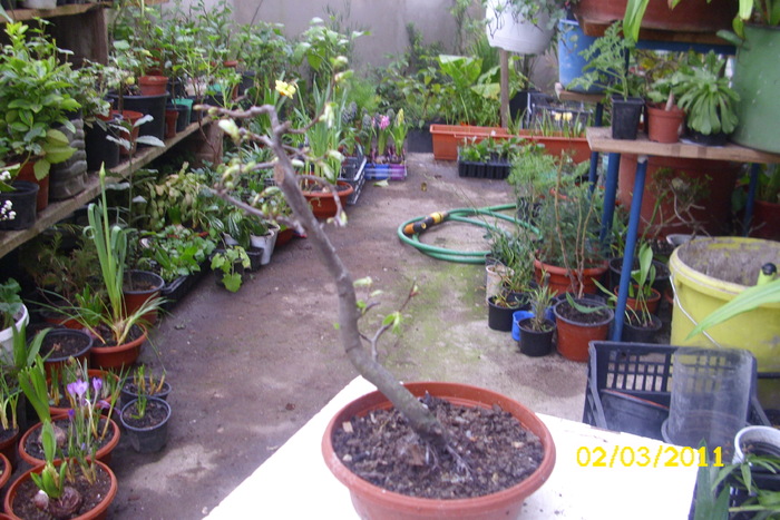 bonsai carpinus