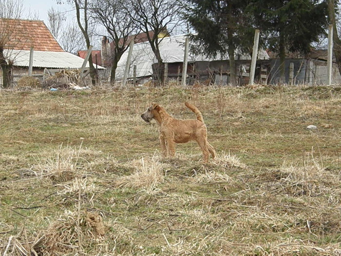 P3200031 - irish terrier