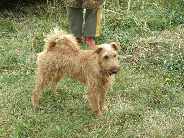 P9140003 - irish terrier