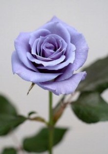 trandafir-albastru-210x300