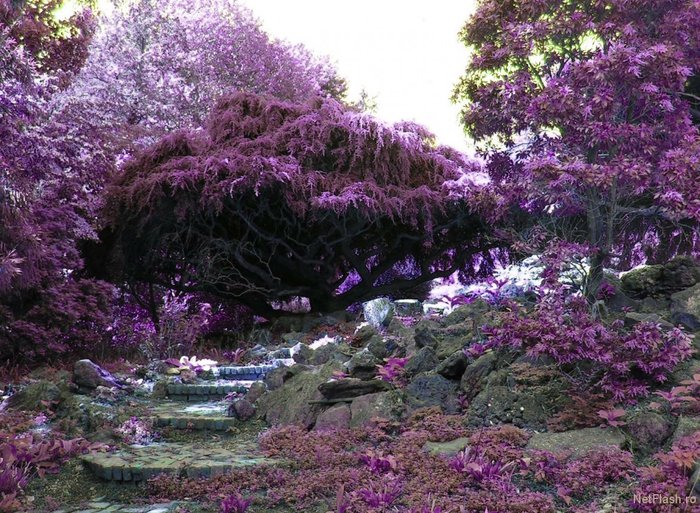 imgmnbql9 - poze de primavara