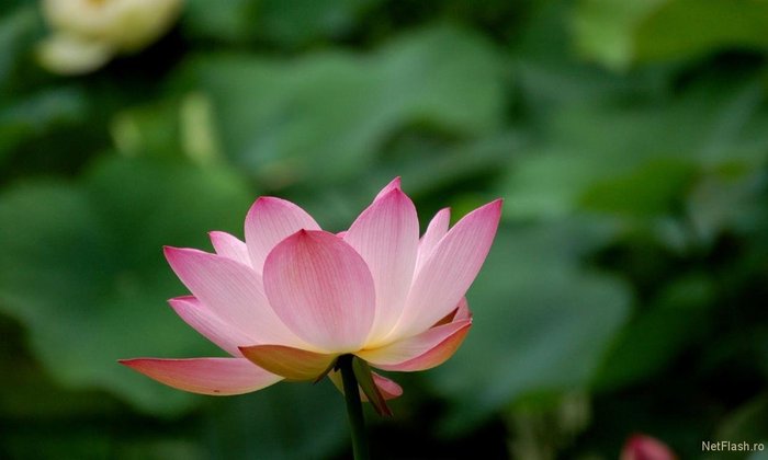 imgRB5oQM - poze de primavara