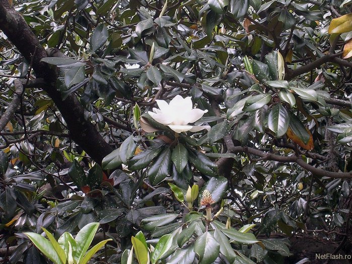 imgUSsq1V - poze de primavara