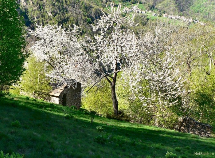 imgwgdSaa - poze de primavara