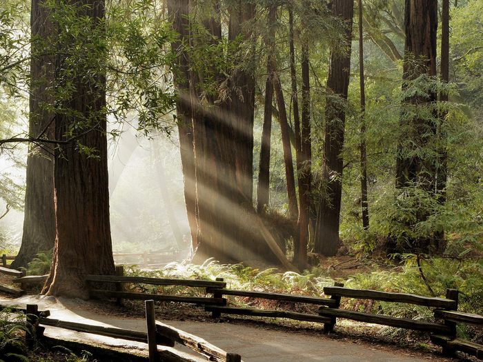 Muir_Woods_National_Monument_Marin_County_California - poze de primavara