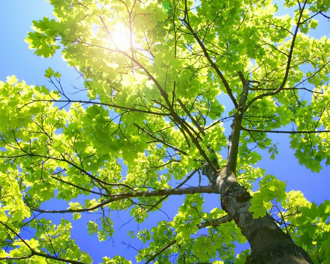 sunny-tree-branches-1280-1024-2781 - poze de primavara