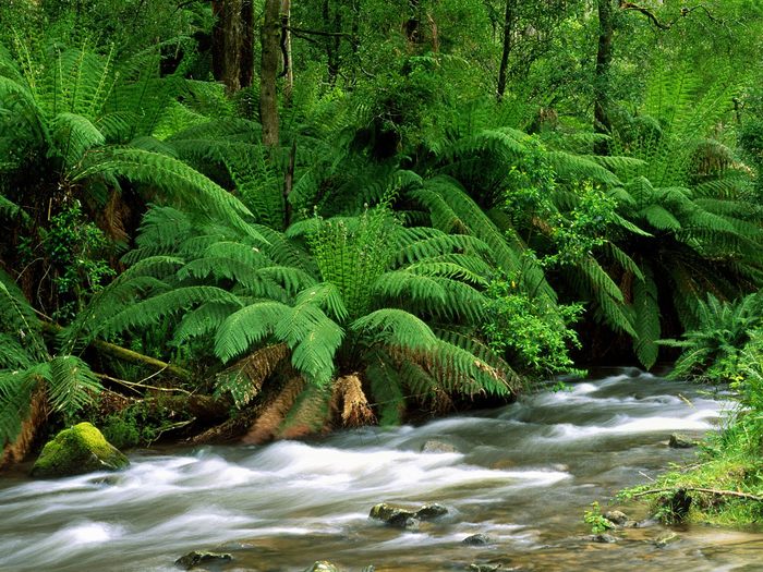 Yarra_Ranges_National_Park_Australia - poze de primavara