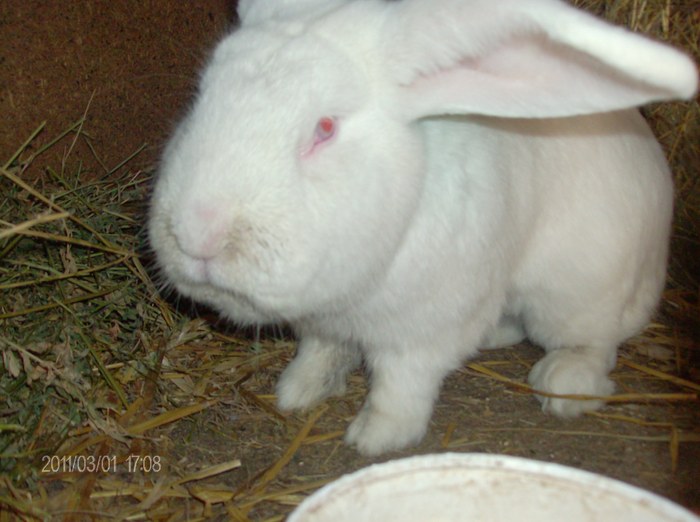 MASCUL MARELE ALB - AAA POZE NOI 2 MARTIE 2011