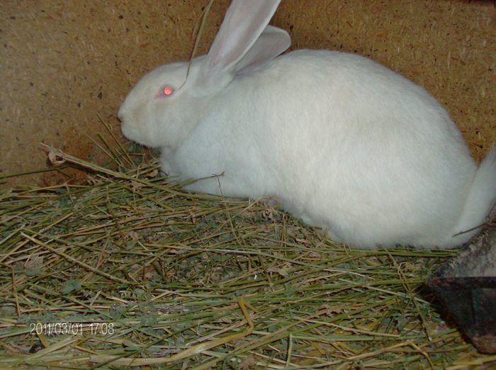 FEMELA MARELE ALB - AAA POZE NOI 2 MARTIE 2011