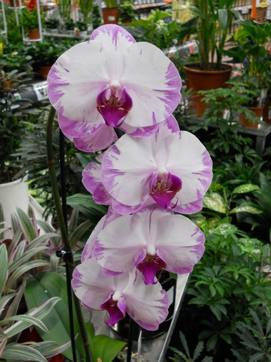 Orchid