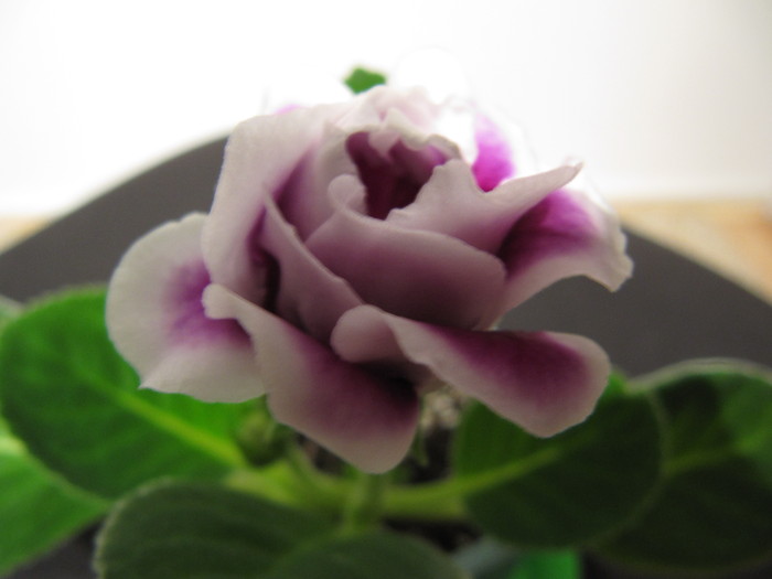 IMG_4521 - gloxinia 2011