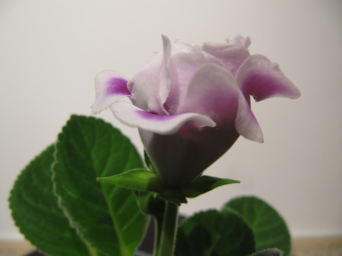 IMG_4517 - gloxinia 2011