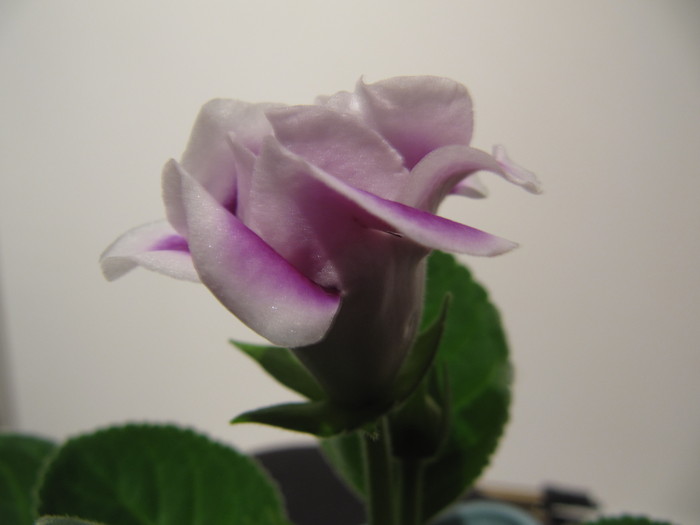 IMG_4519 - gloxinia 2011