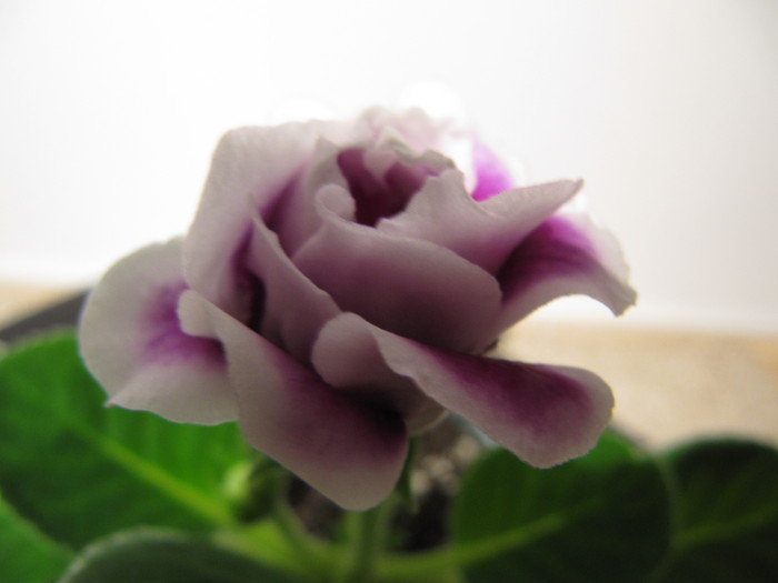 IMG_4520 - gloxinia 2011