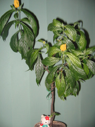 pachistachis - a Flori 2011