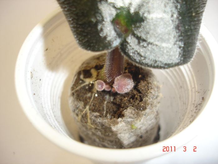 2.03.2010
