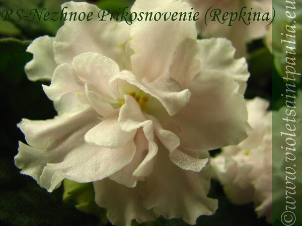 RS - Nezhnoe Prikosnovenie