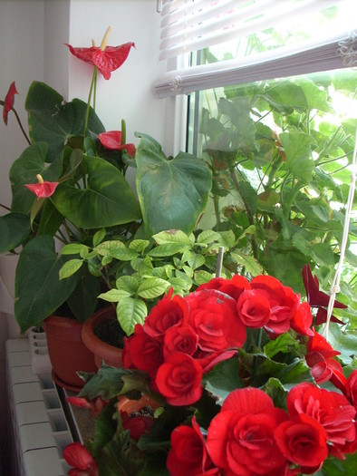 BEGONIE PLUS ANTHURIUM; ANTURIUM IL AM DECEL PUTI 2 ANI DAR NU L AM VAZUT NICIODTA FARA CEL PUTIN 3.....4....FLORI
