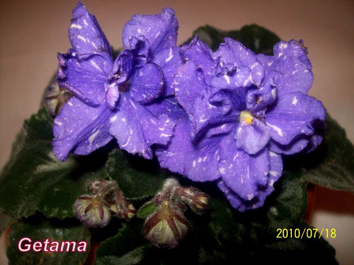 Outer Limits - AFRICAN VIOLETS