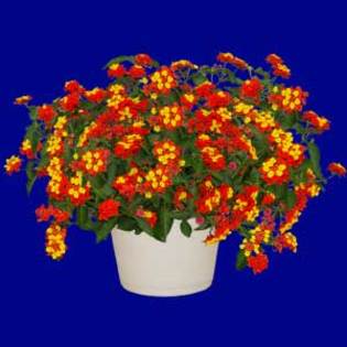 Lantana,multumesc florentina37