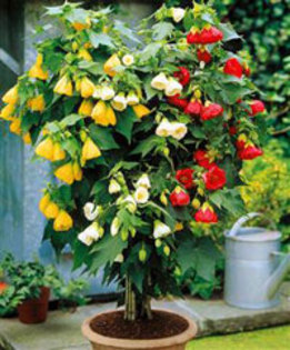 abutilon,orice culoare si gen - florile pe care mi le doresc