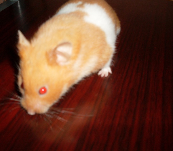 SDC14891 - Hamsterul meu