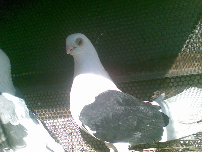 11022011(001) - capaciti de buzau