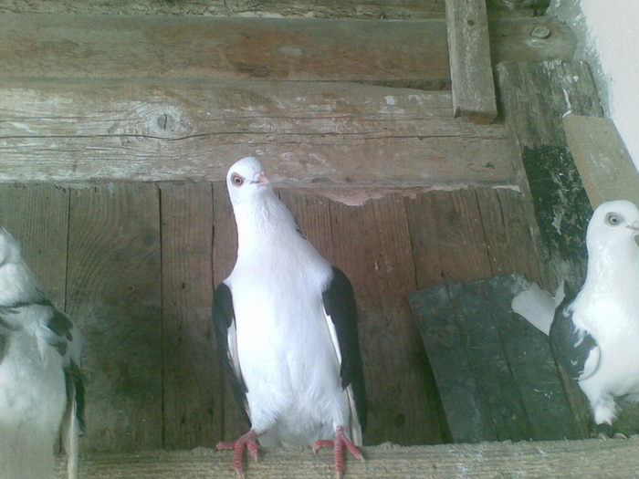 11022011(030) - capaciti de buzau