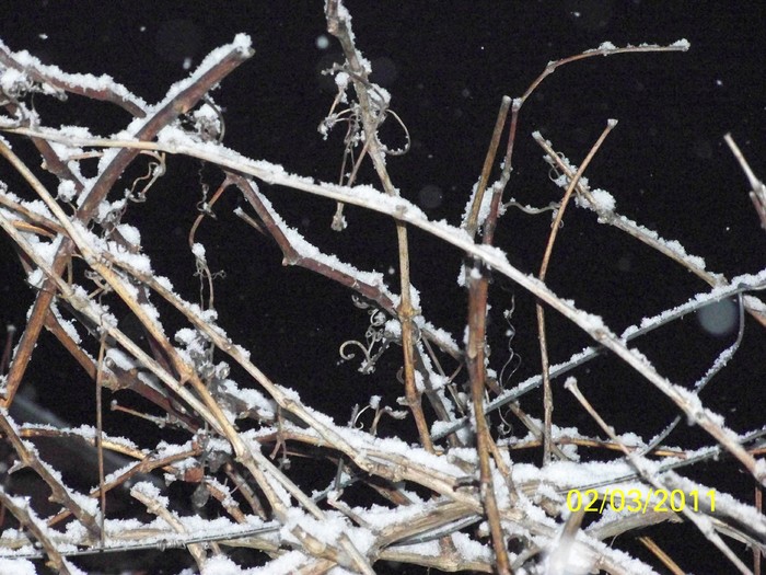 100_9568 - Iarna 2010  2011