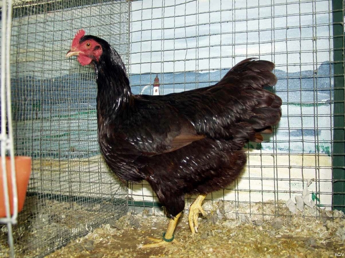 rhodelaender