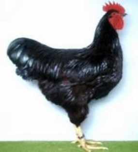 rhodelaender10
