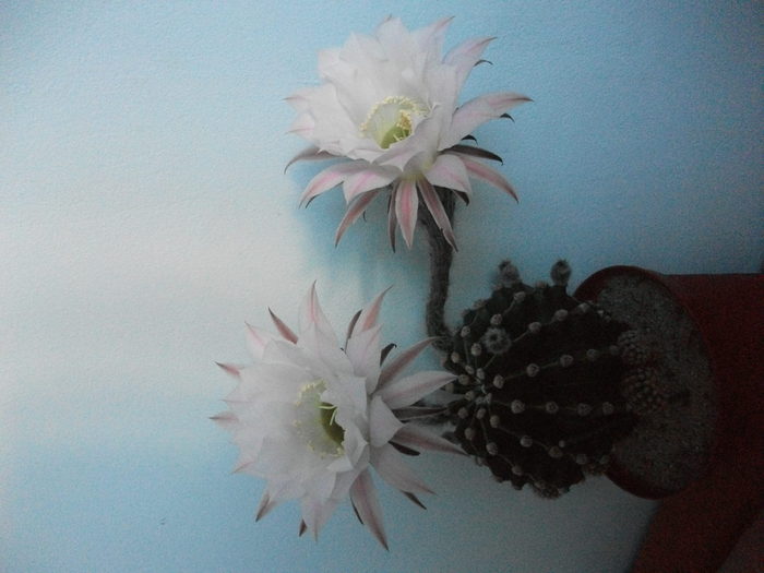 cactusi - Flori 2010