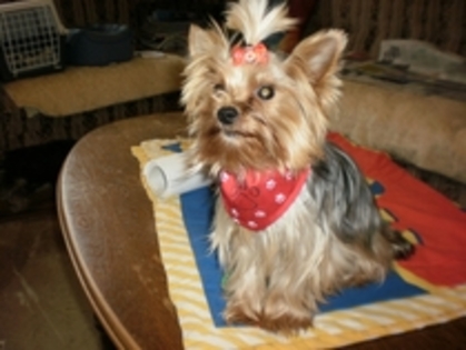 34 timisoara ofer pentru monta mascul yorkshire terrier toy - burnaranca