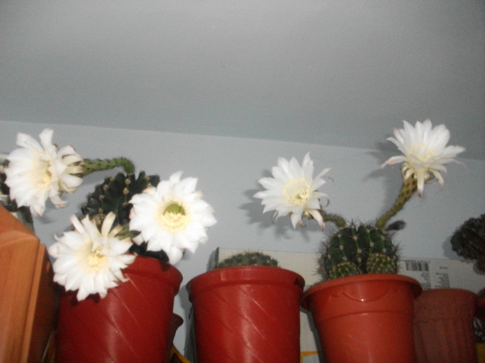 Picture 320 - Flori 2010
