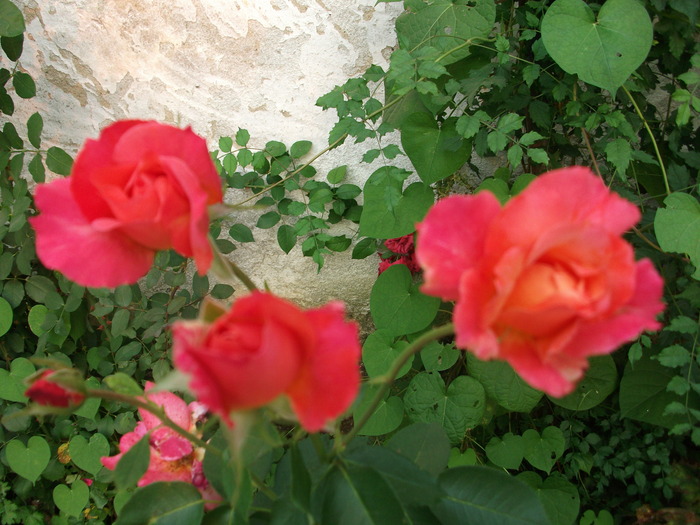 Picture 087 - Flori 2010