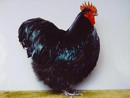 1,0schwarz
