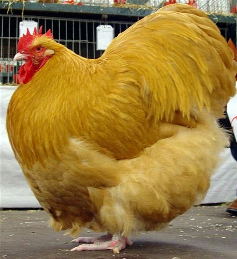 HSS%202009%20047