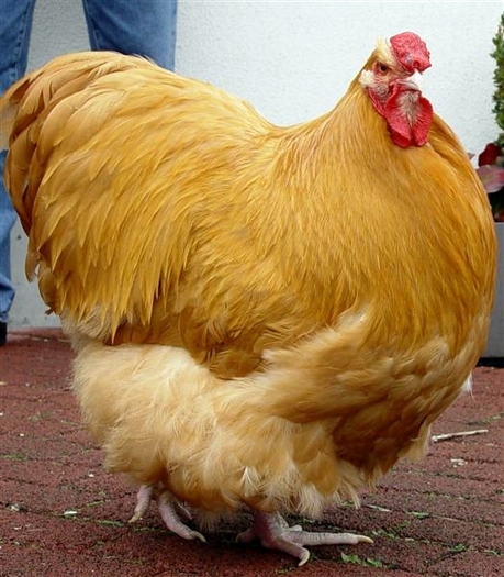 HSS%202009%20074
