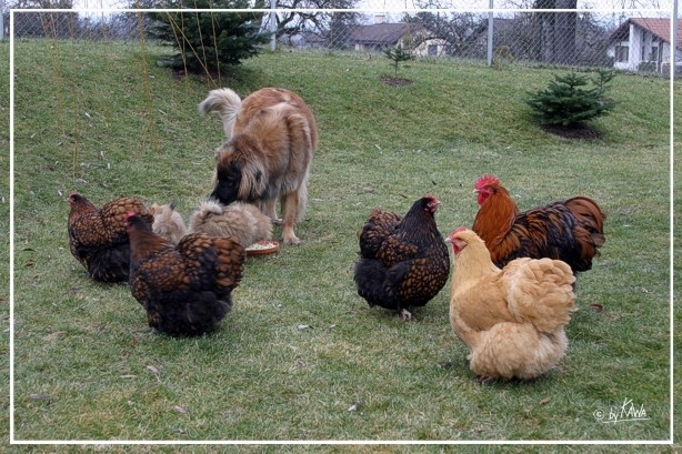 Huhn-Hunde