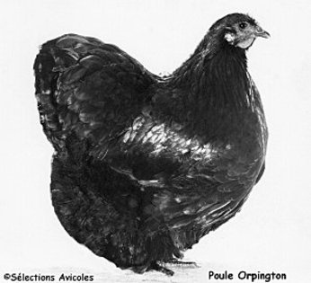 Poule-Orpington